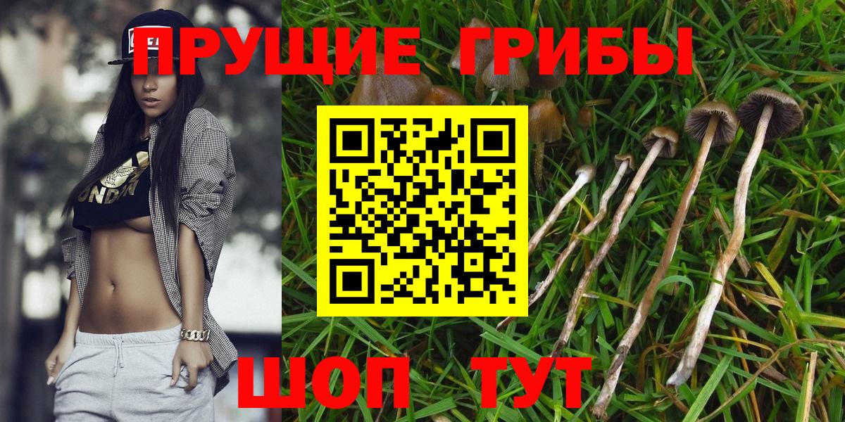 где продают   Псилоцибиновые грибы Cubensis  Вход с VPN  Галлюциногенные грибы прущие грибы  Чебоксары 